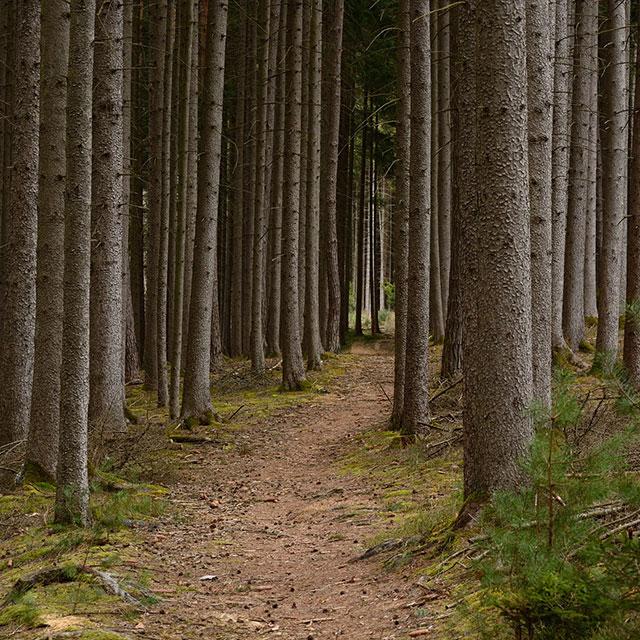 Gestion forestière